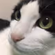 Catgrandfa_Ping
