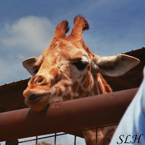 Looking Out ( Adult Giraffe)