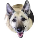 Lora The Dog