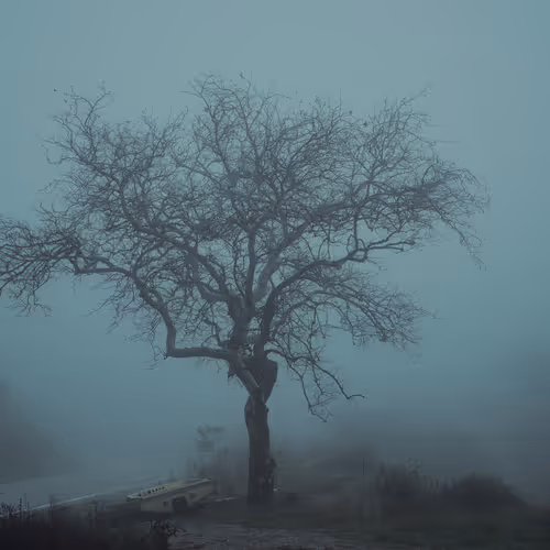 Lost in the Fog