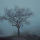 Lost in the Fog