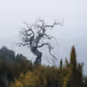 lost in fog - old
