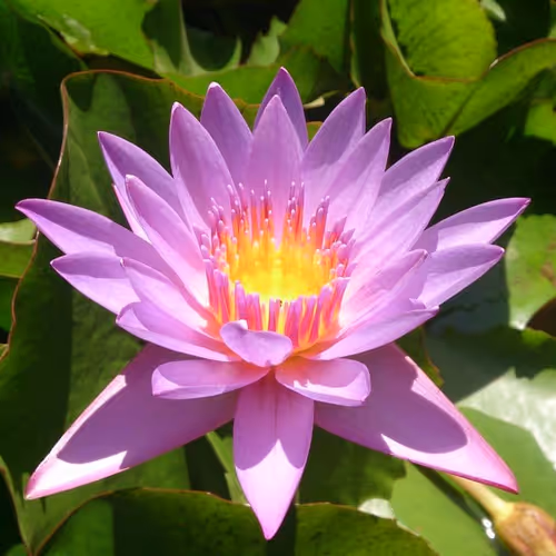 Lotus blossoms