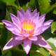 Lotus blossoms