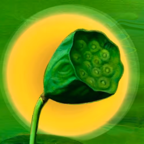 Lotus Seed Pods