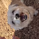 Louie is a Good Boy