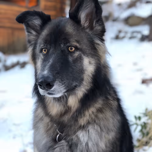 Louie The Wolf