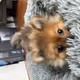 Louie The Pom Bear