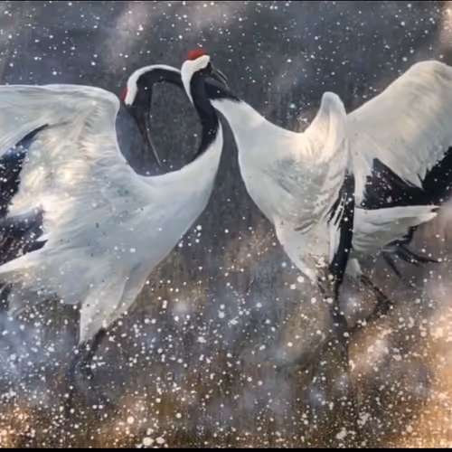 Love and longevity of Red Crowned Crane