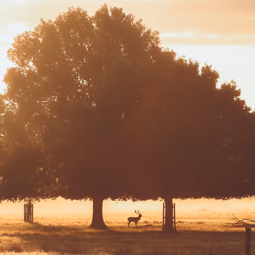Love for Nature. - old