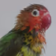lovebirds world