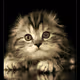 Lovely kittens