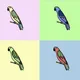 Lovely Parrots
