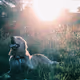 lover of dogs #1