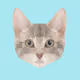 Low Poly Cat Collection - old