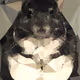 Low-Poly Chinchilla