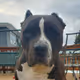 LUCA BOY DOG DAO