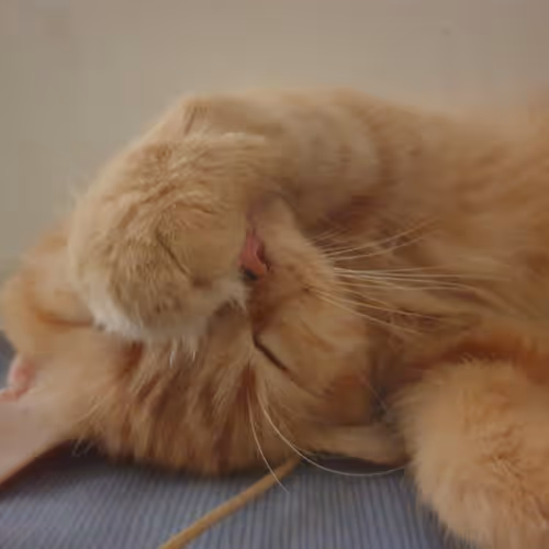 Lucipurr Morningstar