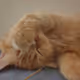 Lucipurr Morningstar