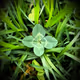 Lucky Clover V3