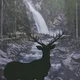 Lucky Deer NFT