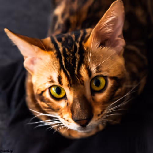 Lucky, the Bengal