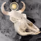 Lucky Bull Skulls