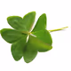 LuckyFlower
