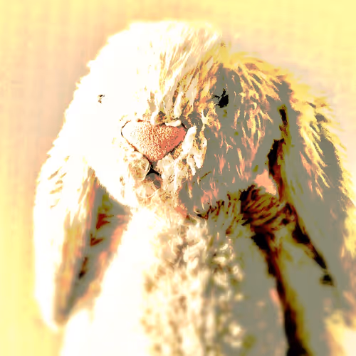 lucky white rabbit - old