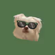 luffy dog - old