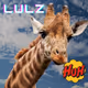 lulz giraffe collection alpha