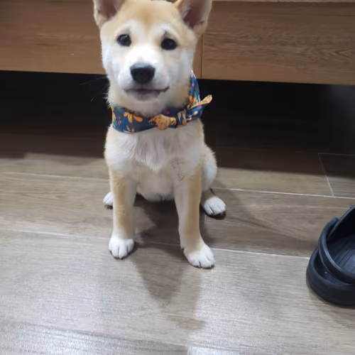 Luna the dogecoin