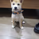 Luna the dogecoin