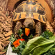 Lydia The Tortoise