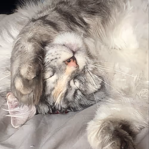 Lynx the Maine Coon