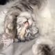 Lynx the Maine Coon