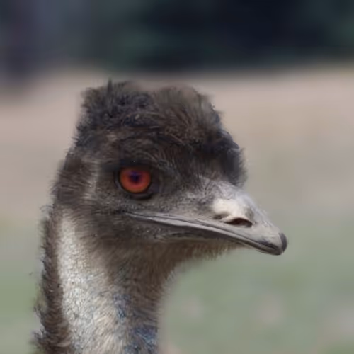 My Virtual Pet Store - old