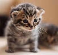 M Y test 211121212131