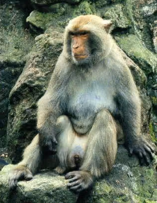 Macaca cyclopis