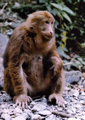 Macaca thibetana