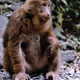Macaca thibetana