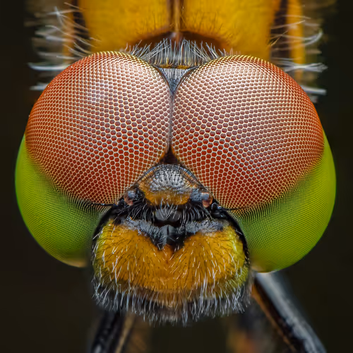 Macro_world - old