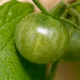Macro Photography by Compusmurf