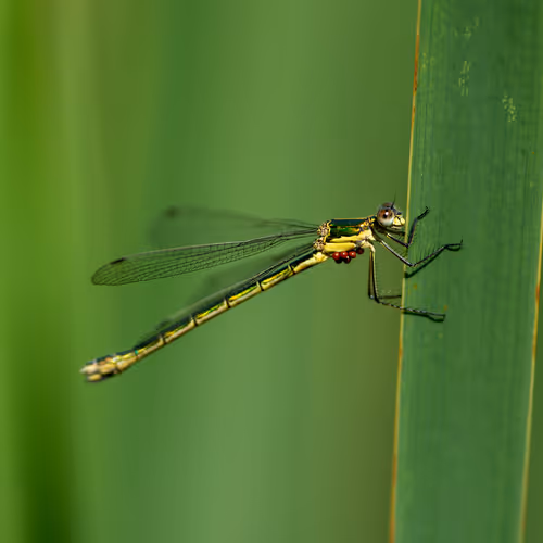 Macro photography by Svetoslav Radkov