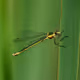 Macro photography by Svetoslav Radkov