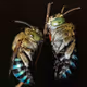 MACRO  WORLD - old