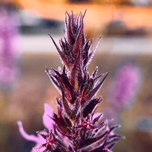 Macro Photography by dreamingdigitally - old