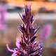Macro Photography by dreamingdigitally - old