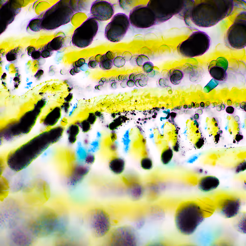 MACrodeo 13 - Distinct MACRO Photography Art