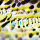 MACrodeo 13 - Distinct MACRO Photography Art
